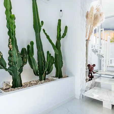 New Olivos アデヘ